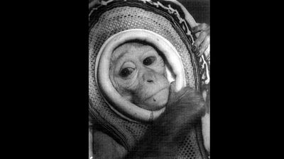 In 1960, Nasa launched rhesus monkey Miss Sam on a Mercury escape test, reaching 1,800 mph before she landed safely in the Atlantic |