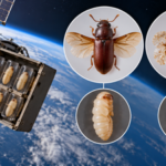 In 1967, Nasa flew flour beetle pupae into space on Biosatellite II, and wing abnormalities rose from 29.9% to 44.8% |