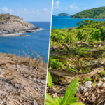In 1995, just 51 rare snakes survived on one tiny Caribbean island; 21 years later their population topped 1,100