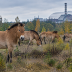 In 1998, 31 Przewalski’s horses were brought to Chernobyl; deaths and poaching followed before their numbers reached 137 by 2018