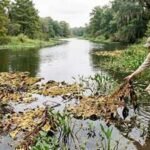 In 2001, scientists released 880 tiny weevils against a weed choking Texas waterways; by 2003, giant salvinia had almost disappeared