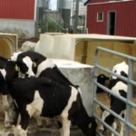 In 2011, a Massachusetts dairy installed the state's first agricultural digester; by 2020, manure and food waste were saving it $155,000 a year on heat, fertiliser, and bedding