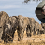 In 2013, Microsoft co-founder Paul Allen put $7 million into counting Africa's elephants; the two-year survey found just 352,271 across 18 countries and exposed a devastating decline | World News