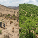 In 2014, Mexico began a massive 1 million-hectare restoration drive; 4 years later plant survival had risen from just 33% to 64%﻿ |