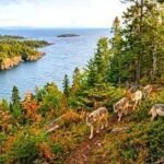 In 2018, scientists moved wolves to an isolated island to rebuild its ecosystem; five years later, researchers found out if it worked |