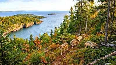In 2018, scientists moved wolves to an isolated island to rebuild its ecosystem; five years later, researchers found out if it worked |