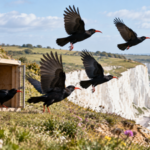 In 2019, conservationists brought red-billed choughs back to Kent after 200 years; 35 birds are now living there |