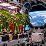 In 2021, Nasa grew Hatch chile peppers in microgravity; after 137 days, the plants produced 26 peppers with unusually straight stems |