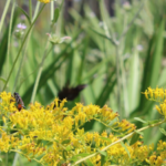 In April, a Florida wildfire burned a forest almost three times the size of Central Park; within months wildflowers covered the ash and pollinators returned in droves