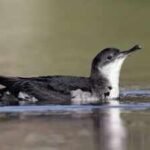 In 2013, St Agnes and Gugh began removing invasive rats brought by 18th-century shipwrecks; 12 years later, Manx shearwater breeding sites rose from 22 to a record 225