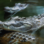 Israel is planning to surround prisons with crocodile-filled moats inspired by Trump's Alligator Alcatraz; now people are debating wildlife protection and land use