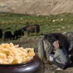 From Ladakh’s high-altitude villages to Brazil: Yak Churpi, a traditional cheese made from yak milk by nomadic families for generations, wins gold at an international competition