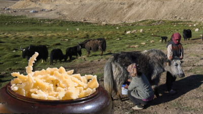 From Ladakh’s high-altitude villages to Brazil: Yak Churpi, a traditional cheese made from yak milk by nomadic families for generations, wins gold at an international competition