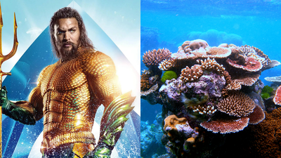 Jason Momoa raises alarm over coral reefs nearing extinction; scientists report world's most widespread bleaching event |