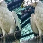 Jatayu may finally find love after spending more than 20 years alone at Delhi Zoo; authorities in talks with two zoos to find a suitable mate for ageing Egyptian vulture