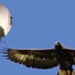 Judi Dench celebrated southern Scotland’s golden eagle comeback by naming it GoldenEye; the population has climbed above 50 birds |