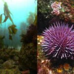 In 2013, California began removing millions of purple urchins from barren reefs; seven years later, more than 55 acres of kelp forest had returned