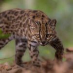 New Wild Cat Species: Meet Tilcayo: The tiny wild cat discovered in Bolivia's cloud forests after more than a century