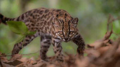 New Wild Cat Species: Meet Tilcayo: The tiny wild cat discovered in Bolivia's cloud forests after more than a century