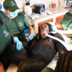 'Second chance': Chimps used in hepatitis B experiments get comprehensive health checks in Liberia
