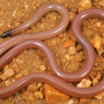 Meet Adrian Borsboom: The Australian ecologist who lifted a rock and found a snake that looked like a worm; 34 years later, no one has found another