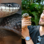 Meet Alejandro Arteaga: The Ecuadorian biologist who went into cloud forests looking for reptiles for a book and ended up finding a snake new to science﻿ |
