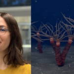Meet Greta Ramirez-Guerrero: The Canadian PhD student who helped reveal a 450-million-year-old jellyfish relative hiding in Quebec rocks | World News