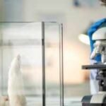 Stanford scientists transplanted human brain tissue into mice missing most of their cortex; within months, it grew to occupy more than 90% of the space