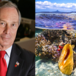 Michael Bloomberg committed $260 million to protect the world's oceans; his initiative has already strengthened protections across 11 million sq miles﻿ |
