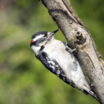 Why don't birds fall out of trees while sleeping? The unusual science behind the phenomenon