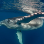 ‘Heartbreaking and extremely rare’: Mother humpback whale carries stillborn calf through the ocean; scientists explain the unusual behaviour