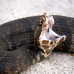 5 snakes that bite without leaving a trace