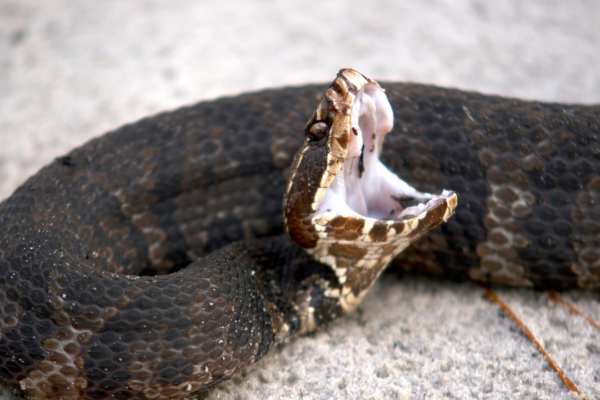 5 snakes that bite without leaving a trace