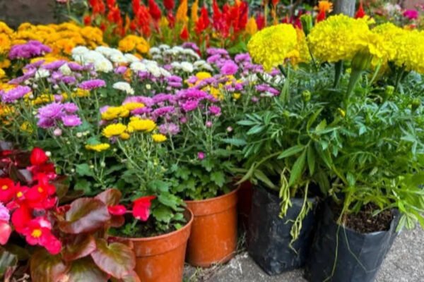 Balcony gets only morning sunlight? These 5 exotic plants can still turn it into a lush green haven