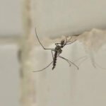 5 simple tips to keep mosquitoes away from bathroom