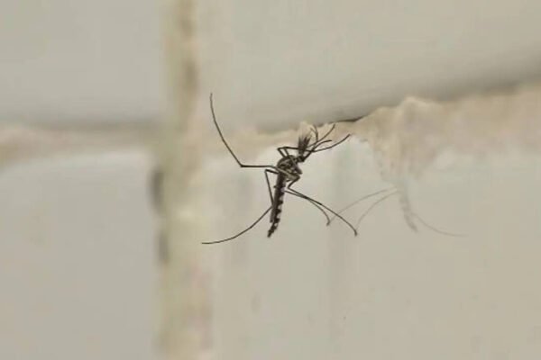 5 simple tips to keep mosquitoes away from bathroom