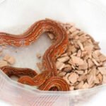 5 species you may spot in gardens and what attracts them