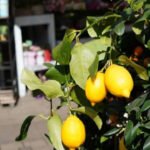 Easy steps to grow a healthy plant and enjoy fresh lemons at home