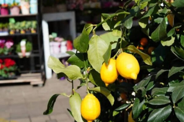 Easy steps to grow a healthy plant and enjoy fresh lemons at home