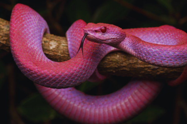 5 purple snakes that look too surreal to be real