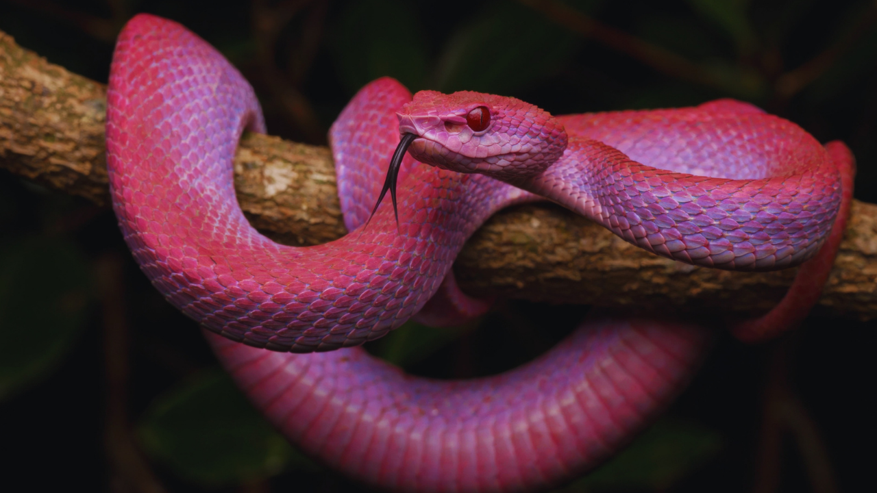 5 purple snakes that look too surreal to be real