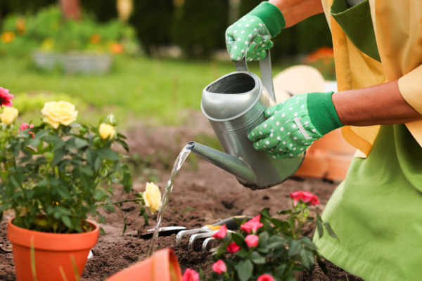 Before buying another plant, fix these 5 common garden problems first