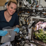 Scientists grew lettuce, mustard, wheat, radish, tomato and peas on the ISS; their edible parts had microbial counts within Earth ranges﻿ |