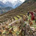 Nepal’s farmers built terraces into steep Himalayan slopes; now growing macaque populations are making it harder to keep their harvests﻿ |
