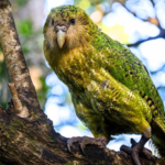 New Zealand’s world’s heaviest parrot was on the brink with only 51 birds left; now after decades of intensive conservation by wildlife experts, its population has surged to 325 |