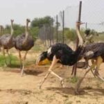 Niger releases 8 North African ostriches into the wild after the species disappeared from the country; the last wild birds vanished in 2004 |