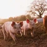 In 1807, pigs were released on New Zealand's Auckland Islands as food for castaways; 192 years later, 17 were rescued before the feral population was eradicated