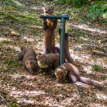 Pine martens vanished from England for a century; locals built den boxes and set up cameras to track their return, now four kits have been spotted |
