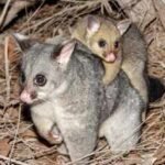 In 1837, New Zealand imported possums for a fur trade; 189 years later, aerial photos show they have damaged about half the vulnerable trees in one rare South Island forest