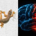 What if your ‘lizard brain’ never existed? Scientists challenge a 70-year-old theory and uncover the wiring battle that may have shaped human intelligence